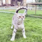 قطه سكوتش للتبني