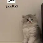 كيتنز للبيع