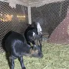 للبيع جفار قزميات