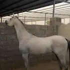 مهررر فاخر