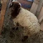 خرفان نعيم للبيع