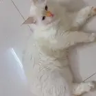 قطه شيرازي لتبني