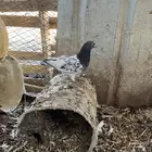 السلام عليكم ورحمة الله وبركاته