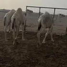 حشو على الحليب تم البيع