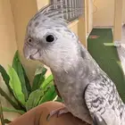 كروان هولنديه