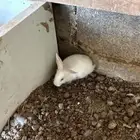 ارانب صغيره