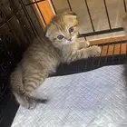 قط سكوتش فولد