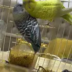 جوز طيور زينه