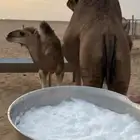 خلفه منيحه ساحليه