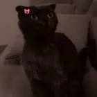 سكوتش فولد