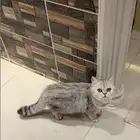 قطط