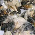 صرمباق طازج فاخر