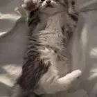 للتبني