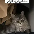 قط شيرازي