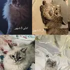 قطط للتبني للبيع