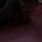 بسه سكوتش انثى للبيع