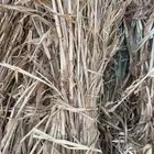 قصب للبيع مرماد كامل تية دارس غرب محايل