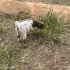 تيس قزمي أليف جدا