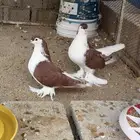 حمام شيرازي