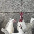 بيض فيومي المنيوم مخصب