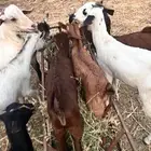 بهم بلدي تربيه