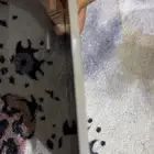 للبيع ايباد مني 6