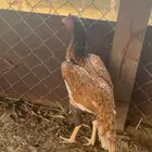 دجاجة سندية مشجرة