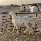 للبيع فحل حري جذع مشروط