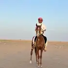 حصان للبيع