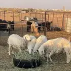 ذبايح