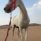 خيل