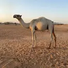 قعود للبيع
