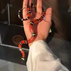 زواحف