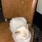 هملايا ذكر