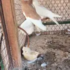 قلابي غامدي