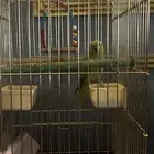 ببغاء دره هندي انثى