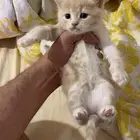 قطط