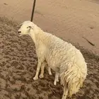 خلفه