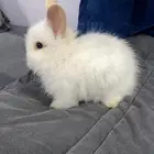 أرنب انقورا اللون مميز جدا