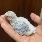 للبيع فرخ روز لون فاتح اوبلاين