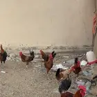 ديوك بلدي