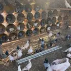 للبيع حمام زاجل مشاكيل ب الزلفي