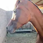 للبيع فرس