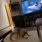هاسكي انثى للبيع