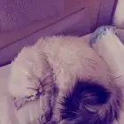 قطة للتبني انثى