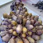بلح كبير على 3 جاهز طازج