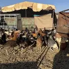 دجاج