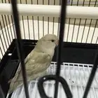 للبيع روز نص ولافه لونه مميز فستقي