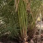 سكري برحي شيشي ونان قطارة دقلة نور