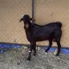 تيس مشروع صنف